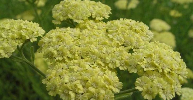 Achillea 'Taygetea'
